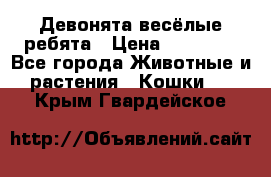 Девонята весёлые ребята › Цена ­ 25 000 - Все города Животные и растения » Кошки   . Крым,Гвардейское